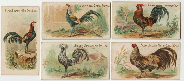 1891 N20 Allen & Ginter "Prize & Game Chickens" Near Set (49/50) 